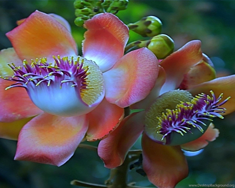 Курупита гвианская