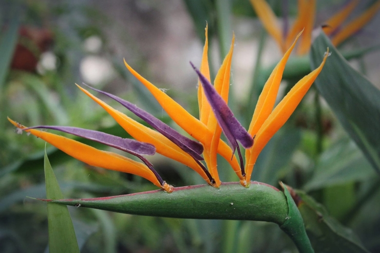 Стрелиция королевская райская птица