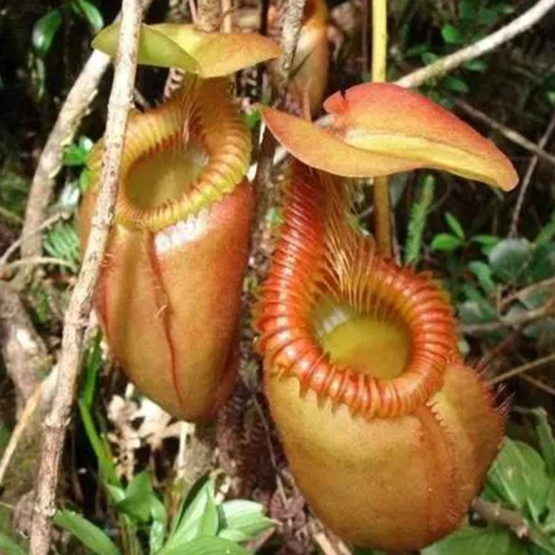 Растения сельвы Южной Америки