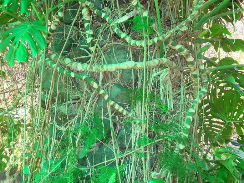 Тропическая Лиана монстера