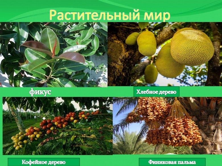 Растительный мир экваториальных лесов