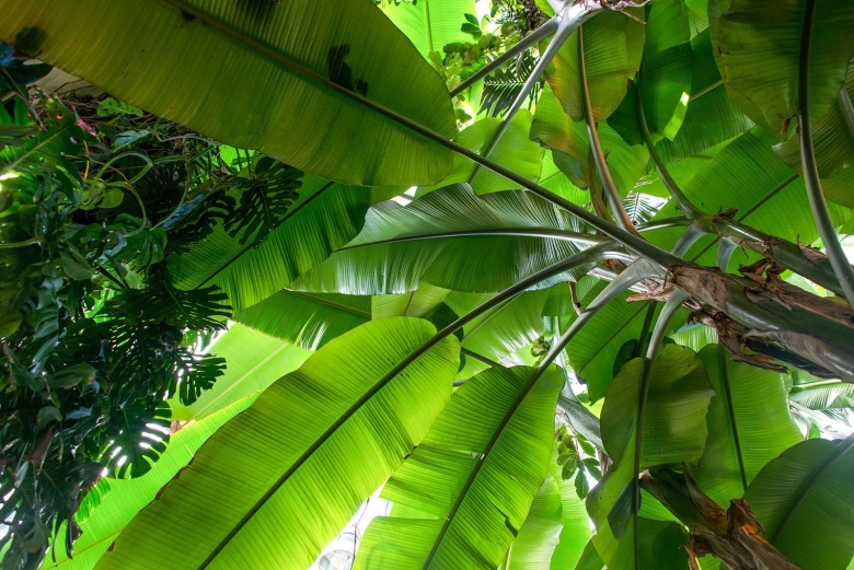 Тропические растения