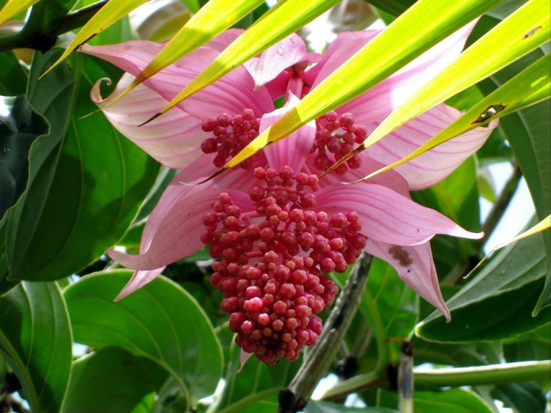 Памианта Перуанская Pamianthe peruviana