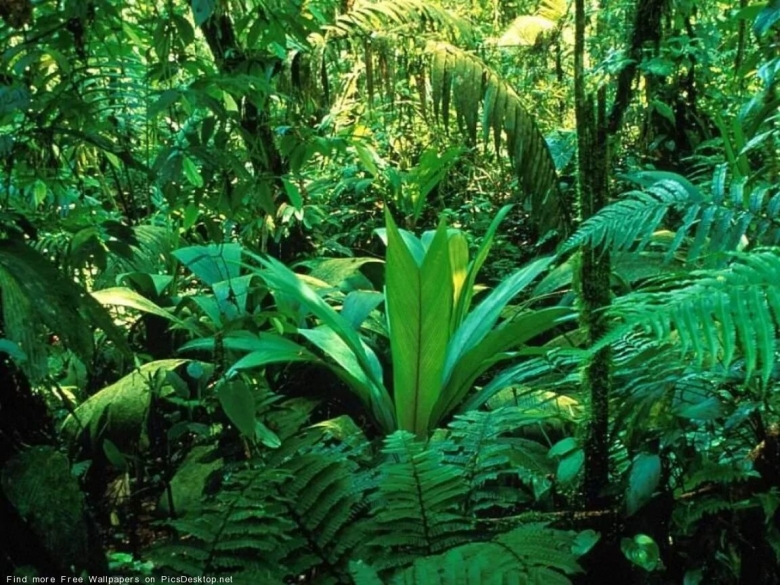 Растения экваториальных лесов Южной Америки