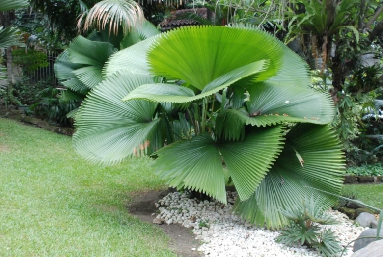 Ликуала Пальма комнатная