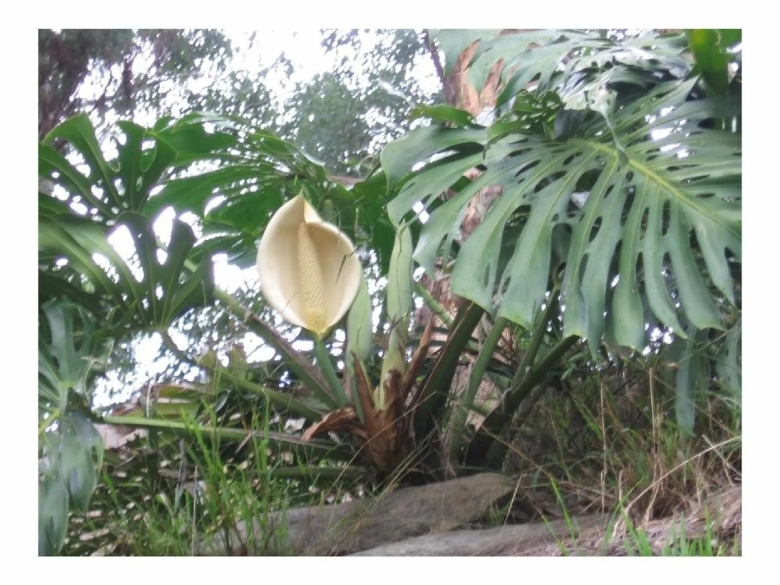 Тропическая Лиана монстера