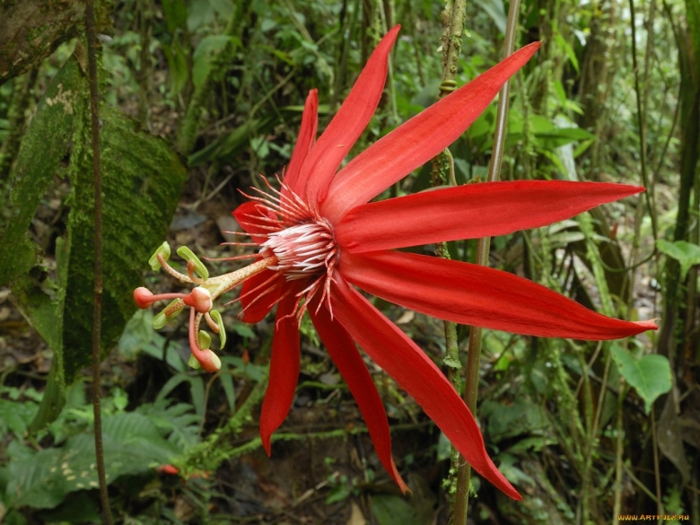 Сельва тропические цветы