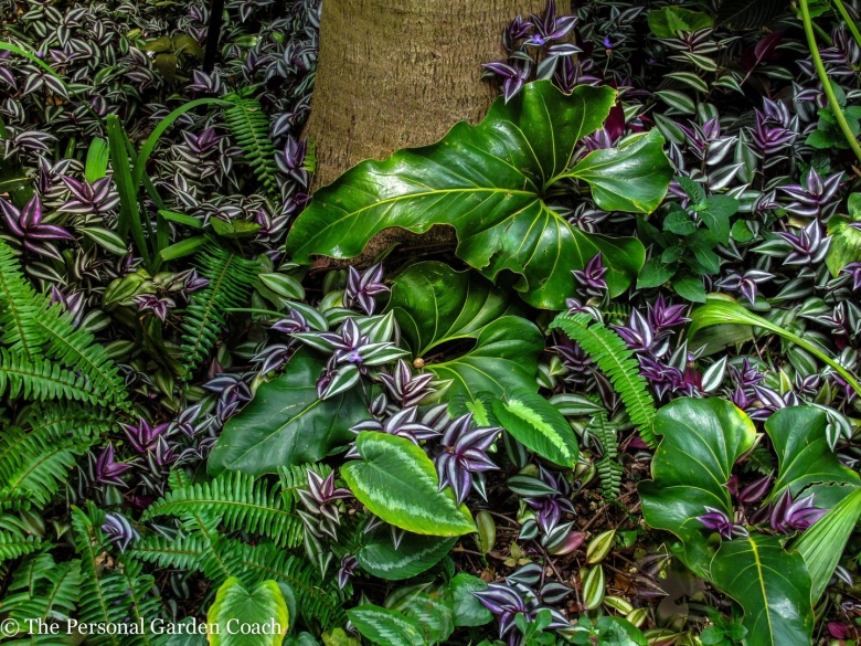 Традесканция длиннолистная