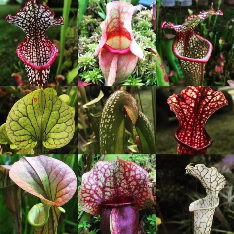 Растения обманщики