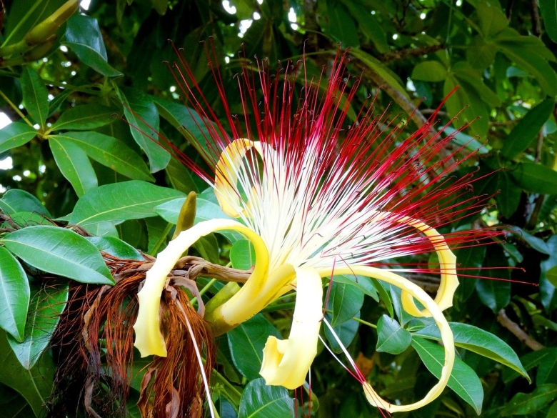 Чили Сельва тропические цветы