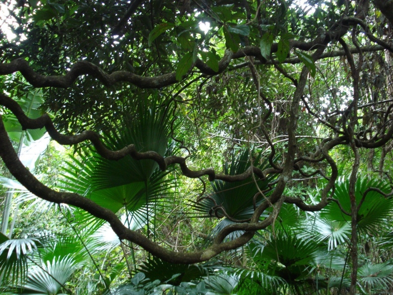Флора Южной Америки сельвы