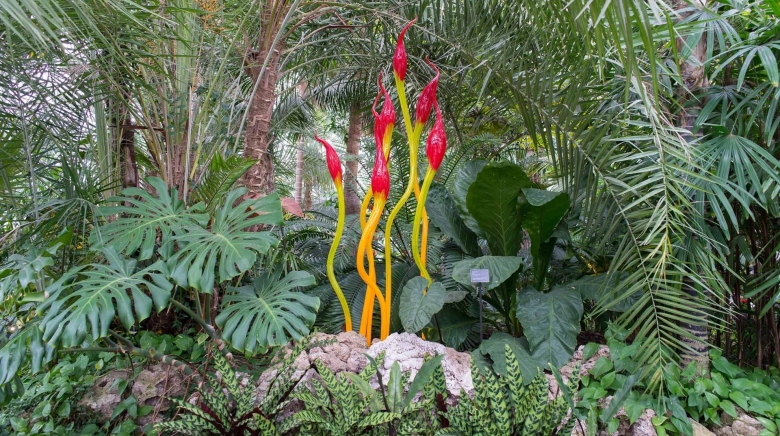 Растения Мексики