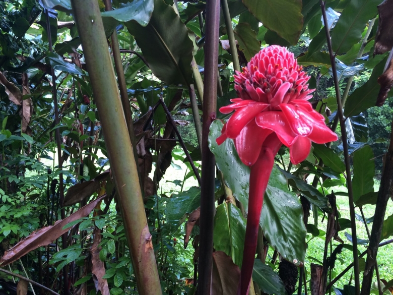 Чили Сельва тропические цветы