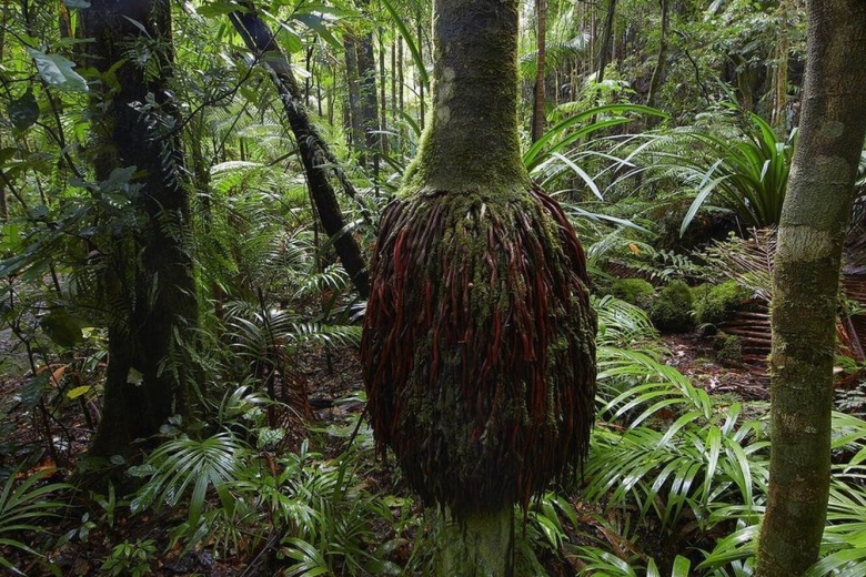 Растения влажных экваториальных лесов Африки