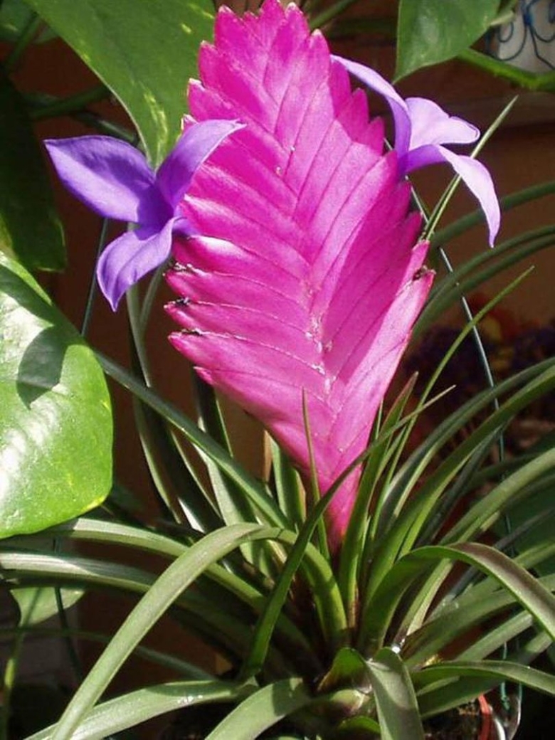 Цветок Tillandsia cyanea