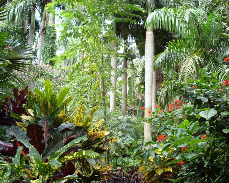 Оранжерея субтропики Ботанический сад