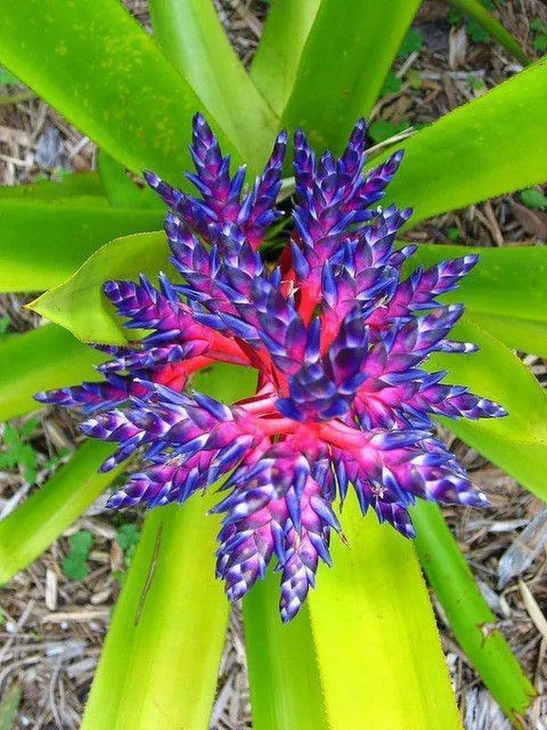 Редкие экзотические цветы