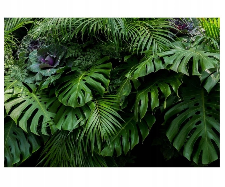 Монстера крупнолистная