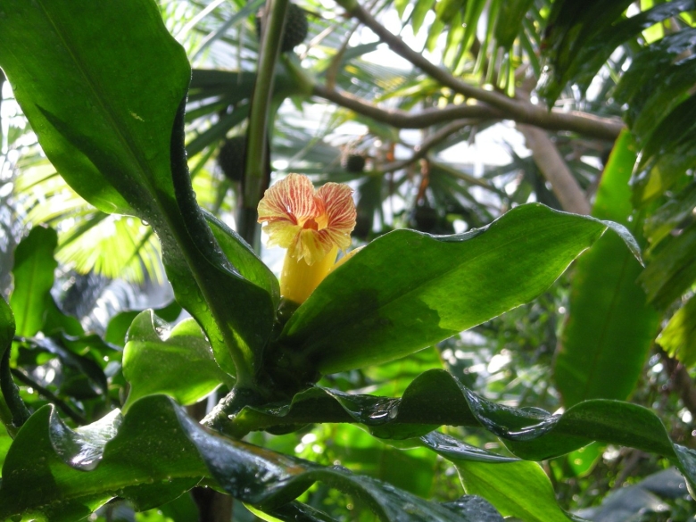 Тропическая растение Вьетнама