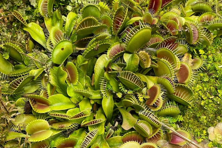 Растение венерина мухоловка