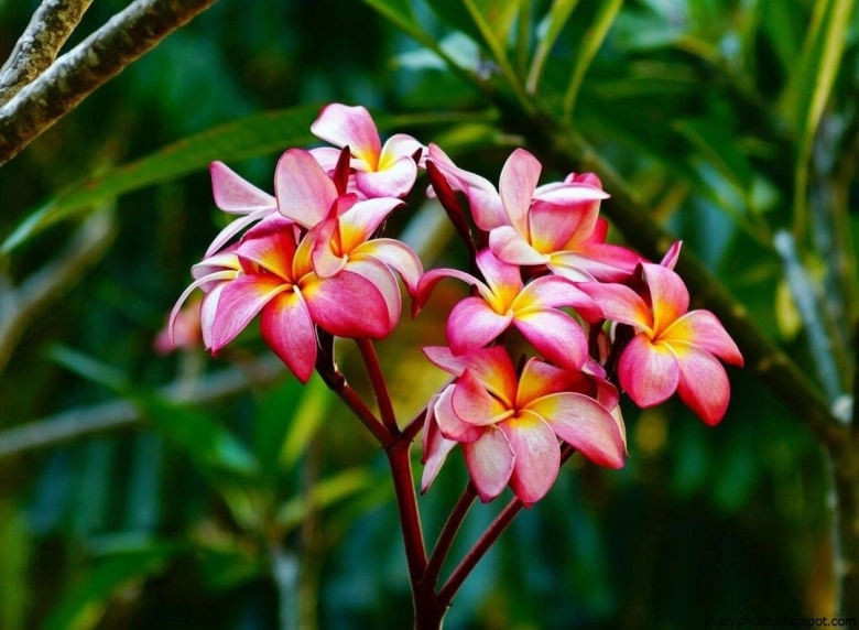 Магнолия Плюмерия