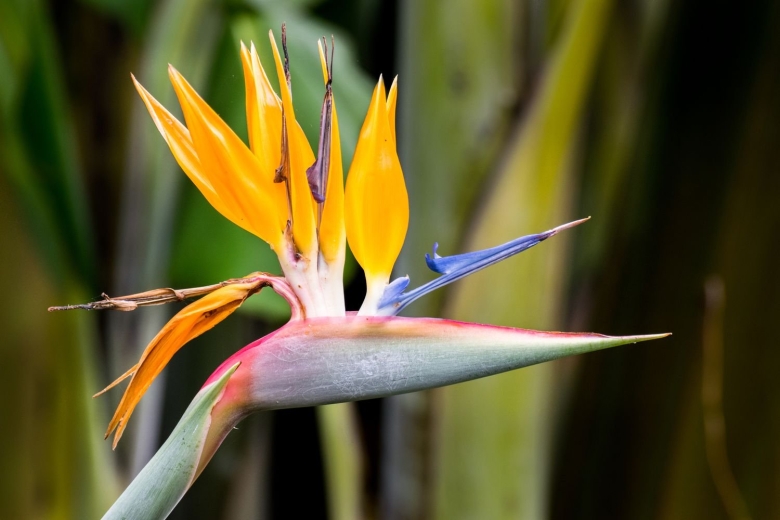 Стрелиция Королевская Энергетика