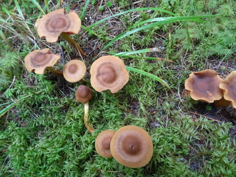 Паутинник коричный о грибе