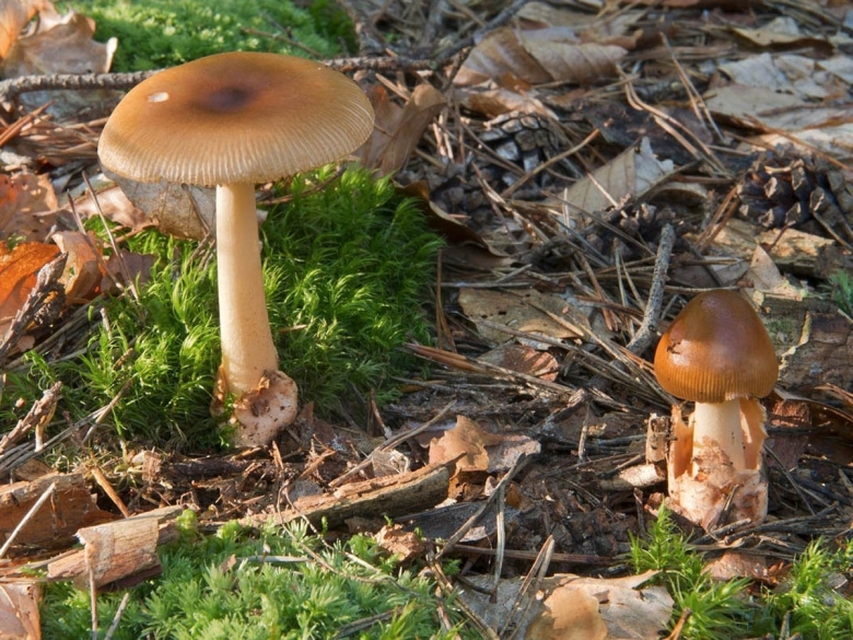 Коричневый гриб на тонкой ножке