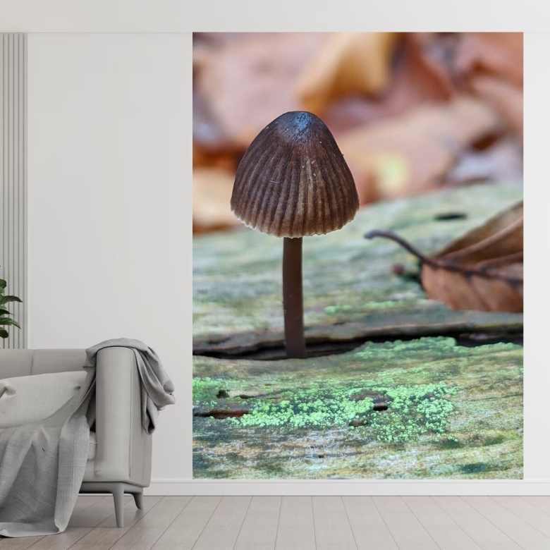 Маленькие коричневые грибы