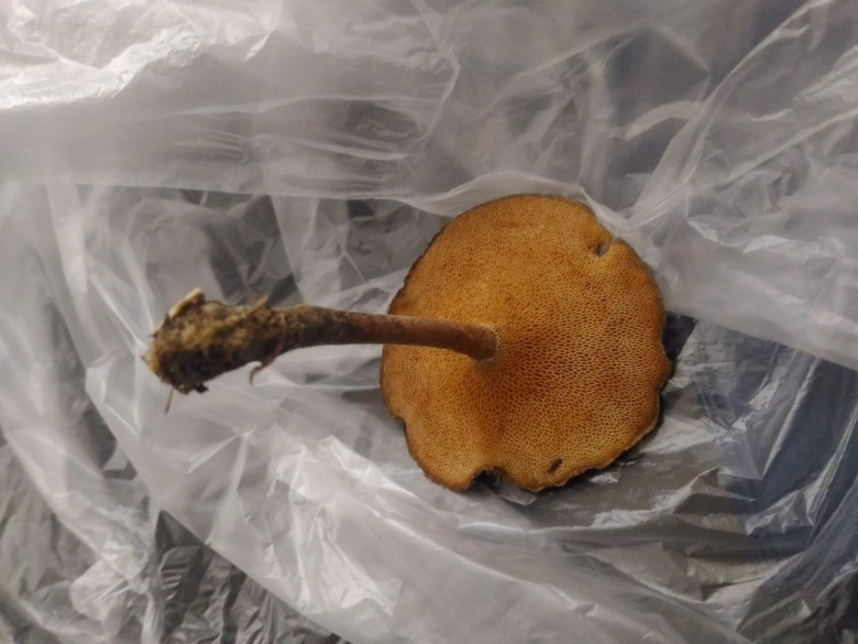 Губчатый гриб на тонкой ножке