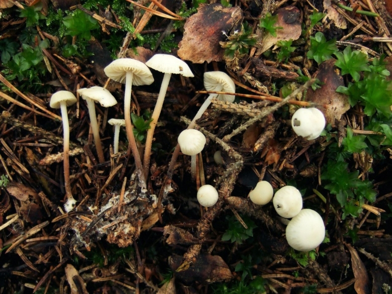 Негниючник колёсовидный