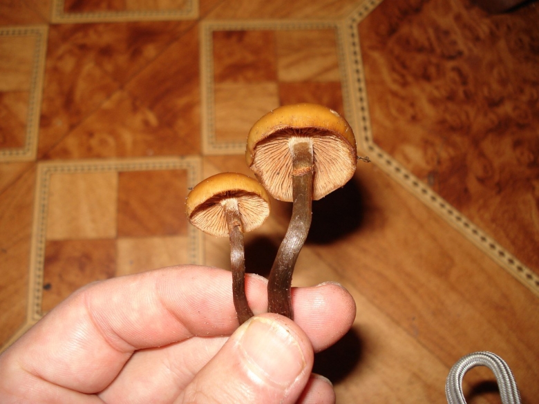 Галерина окаймленная