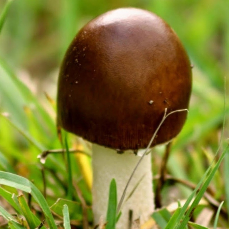 Грибы коричневого цвета