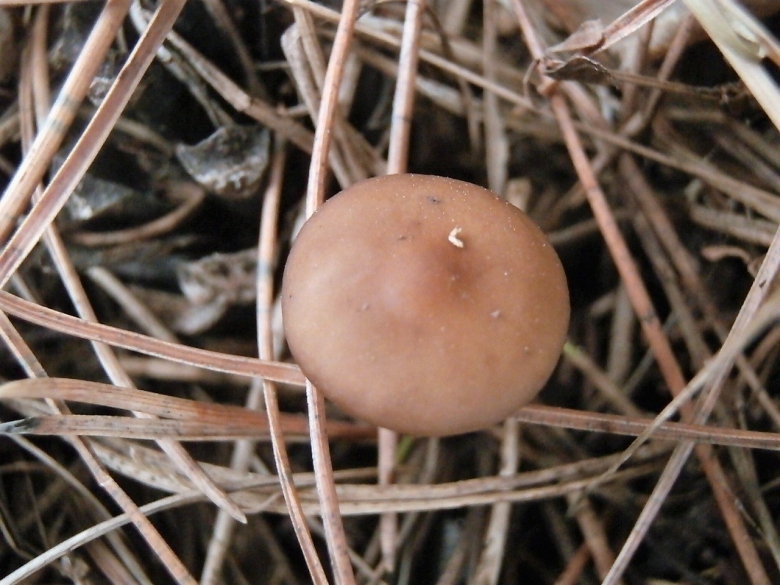 Стробилюрус шпагатоногий