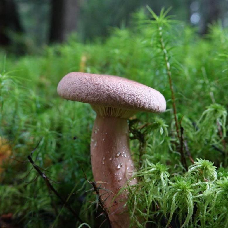 Млечник подорешник гриб