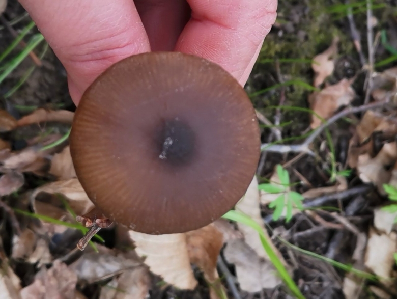 Энтолома щитоносная