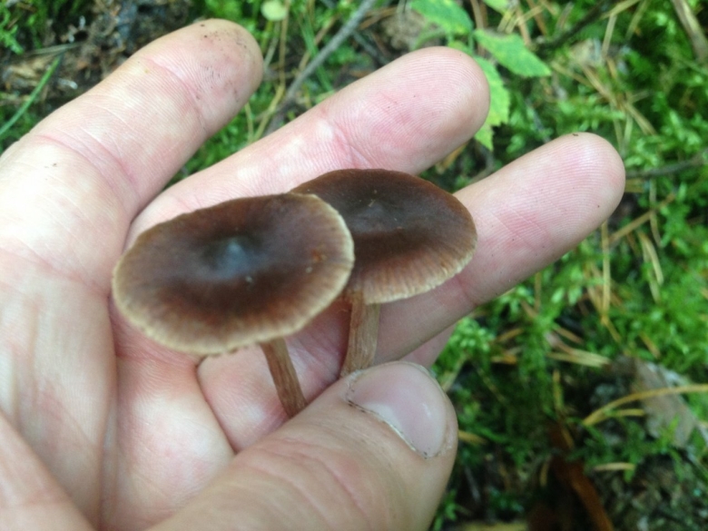 Коричневый гриб на тонкой ножке