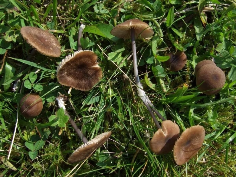 Panaeolus foenisecii гриб