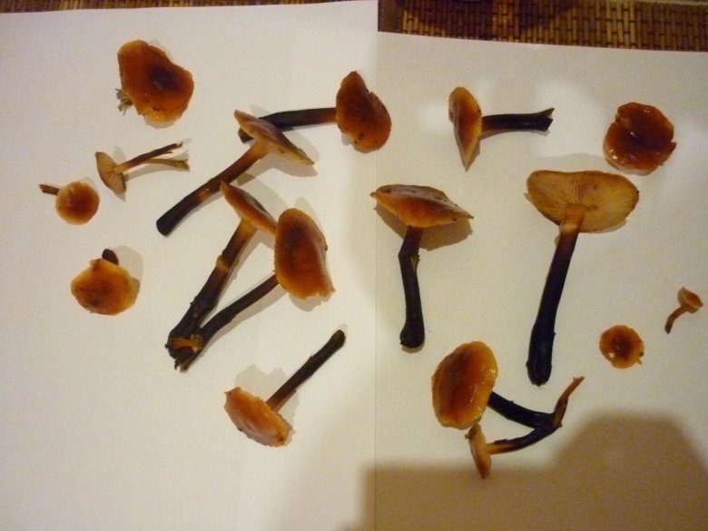 Опята с черной ножкой