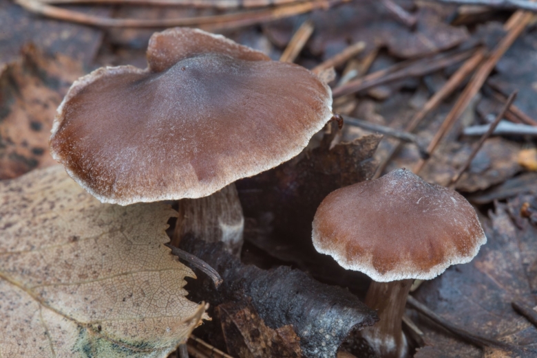 Гриб коричневый пластинчатый паутинник