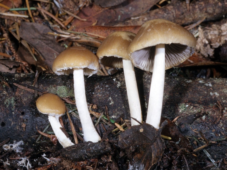 Psathyrella candolleana
