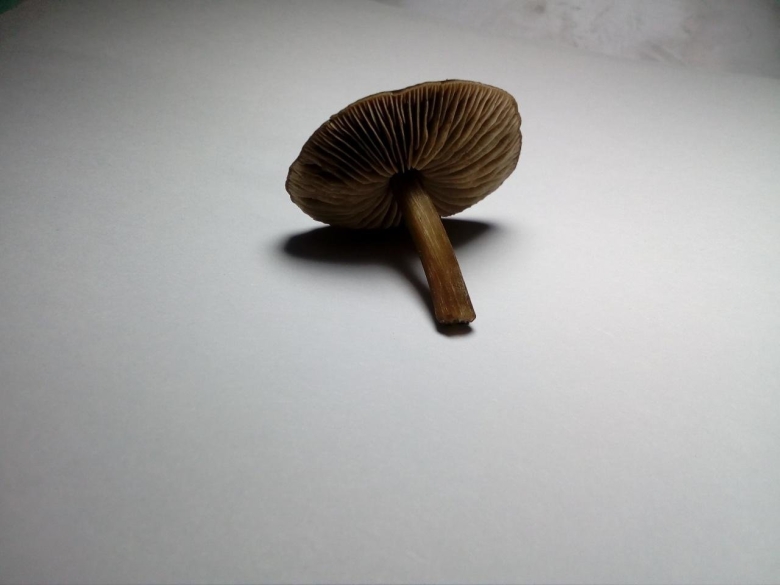 Темно коричневый гриб на тонкой ножке