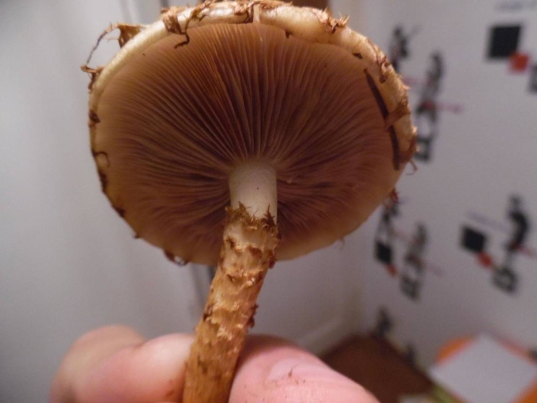 Гриб коричневый пластинчатый на толстой ножке