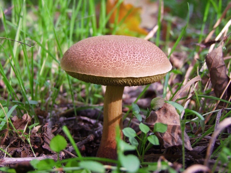 Маленькие коричневые грибочки