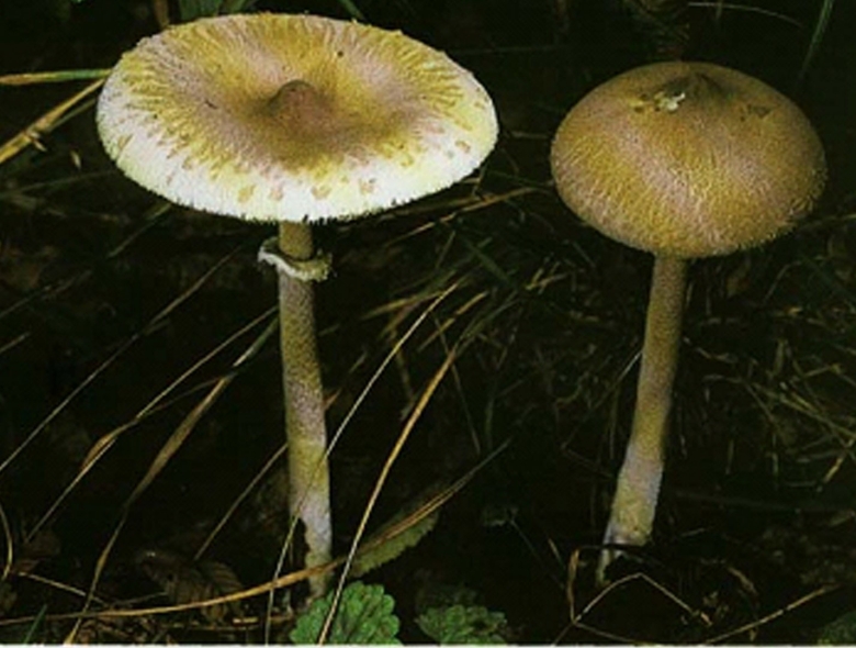 Зонтик сосцевидный Macrolepiota mastoidea