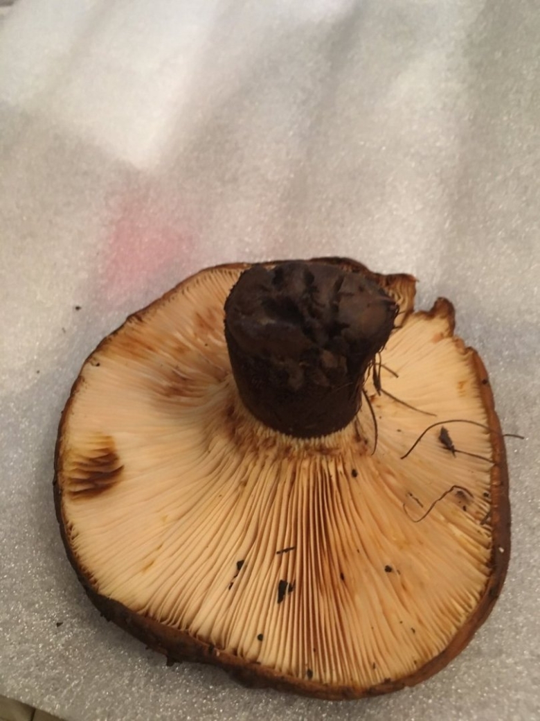 Грибы пластинчатые свинушка толстая