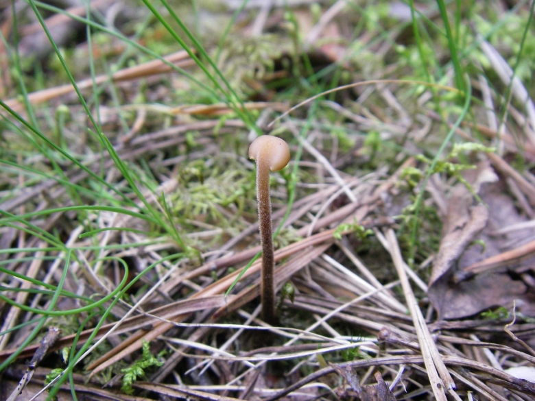 Аурискальпиум обыкновенный