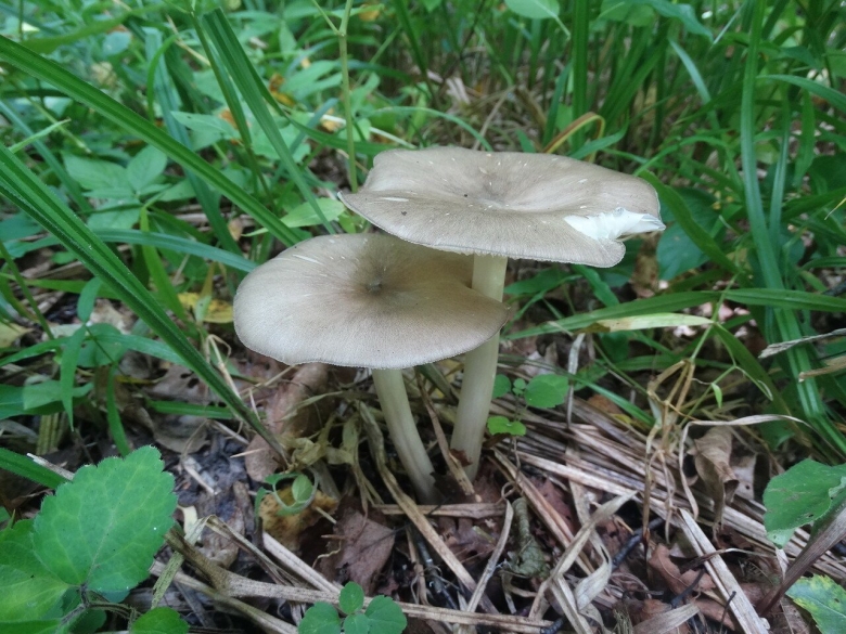 Серый гриб на тонкой ножке