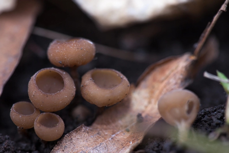 Маленькие грибы