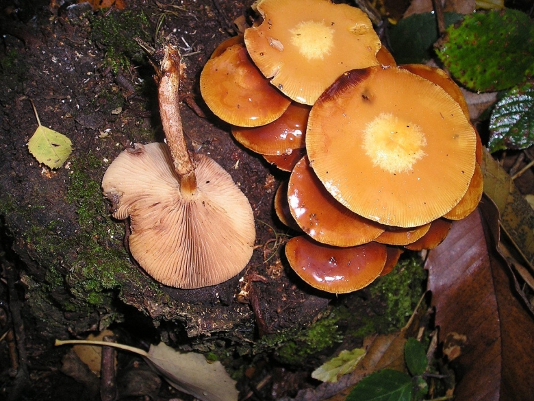 Летний опенок Kuehneromyces mutabilis